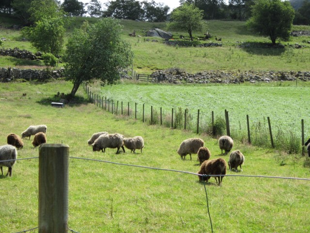 Noorwegen, land van schapen
